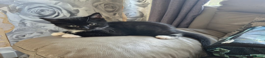 British Shorthair Kitten 4