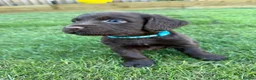 Sprocker dogs for sale: F2 Sprocker Spaniel Puppies - Advert 8