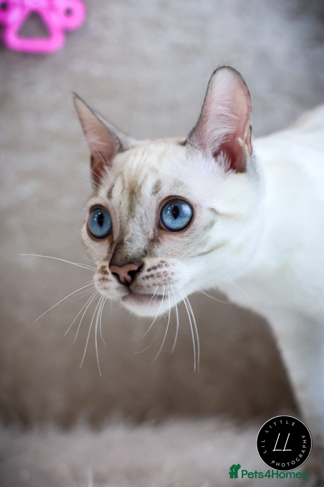 Bengal cats for sale: Stunning Silver Lynx Bengal kitten Ready Now  - Image 3