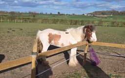 Irish Cob horses for sale: Buddy and Luna - Image 3