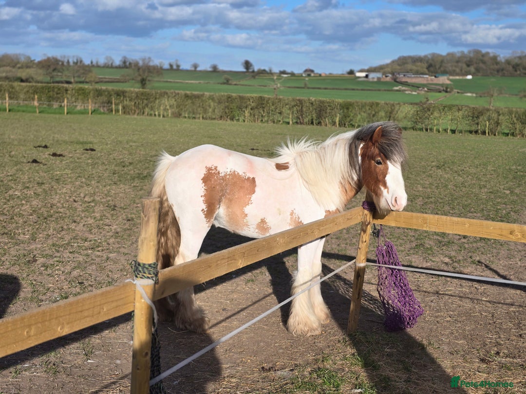 Irish Cob horses for sale: Buddy and Luna - Image 3