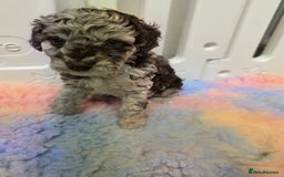 Cockapoo dogs for sale: F1b cockapoos 💜 health tested 🐶 - Image 3