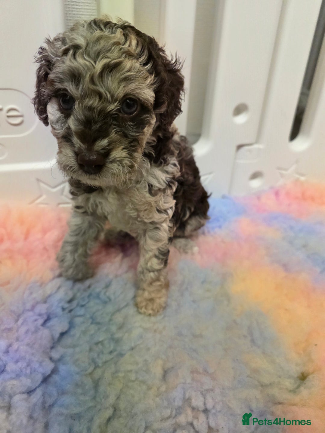 Cockapoo dogs for sale: F1b cockapoos 💜 health tested 🐶 - Image 3