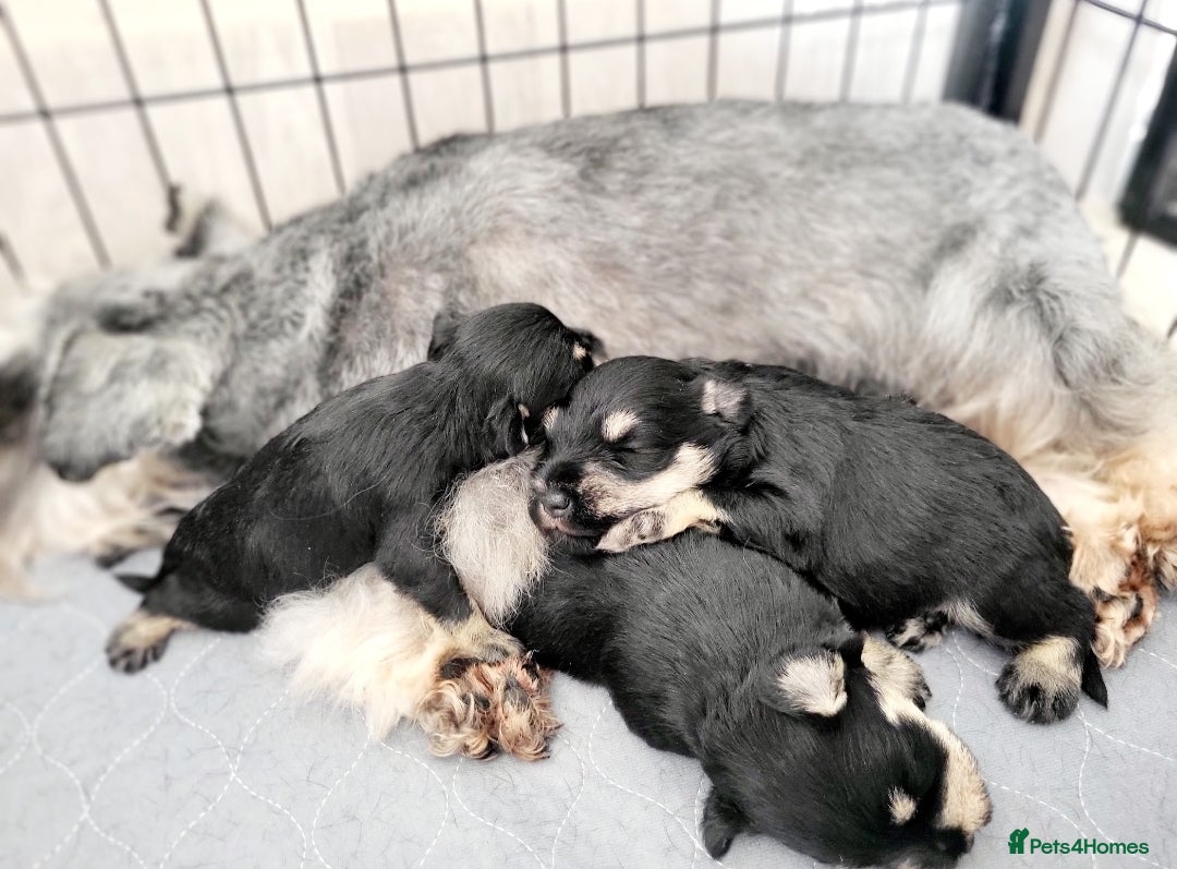 Miniature Schnauzer dogs for sale: Outstanding Miniature Schnauzer Puppies - Image 18