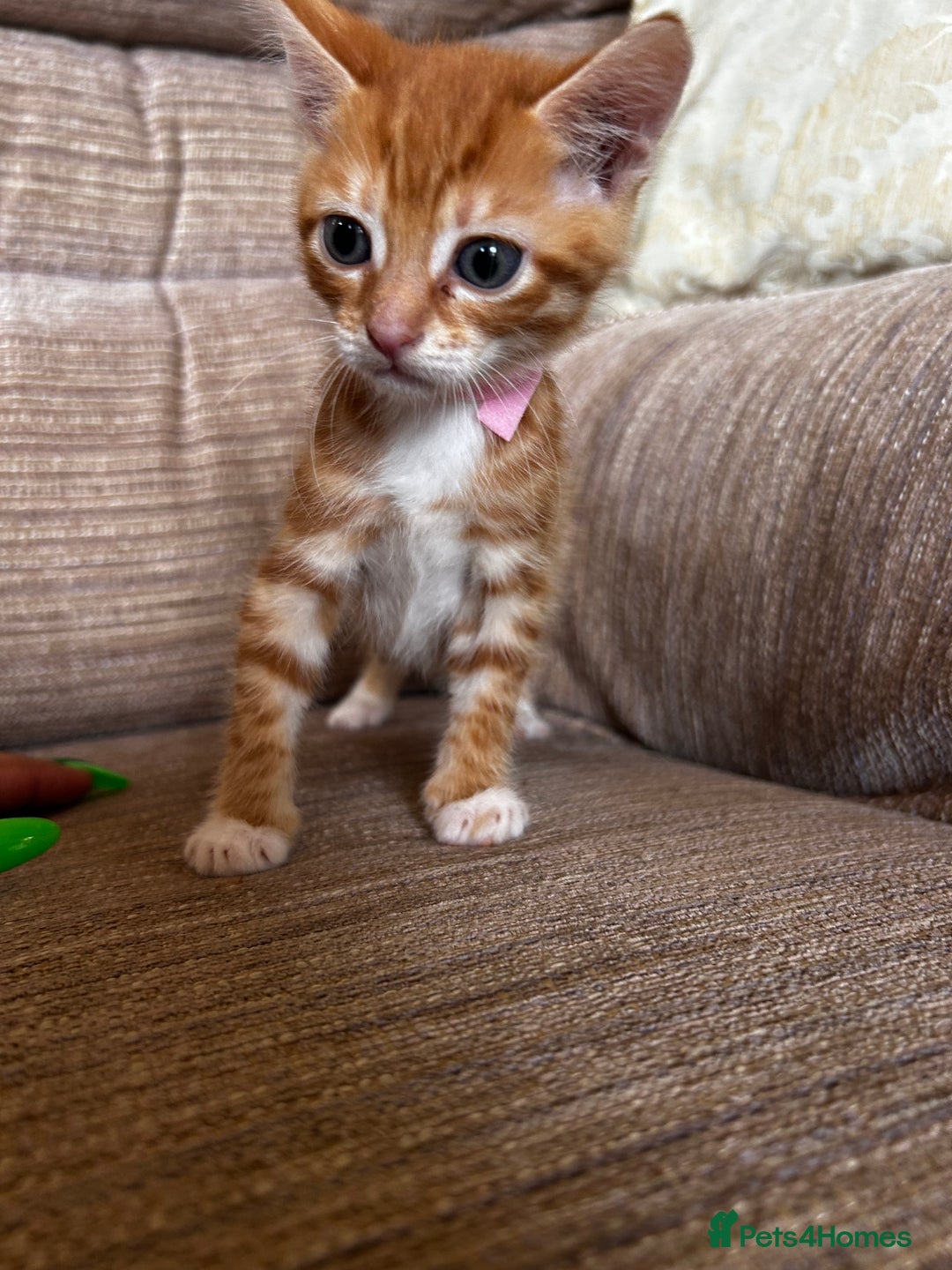 Ragdoll cats for sale: Ragdoll mixed tabby Ginger kittens - Image 15