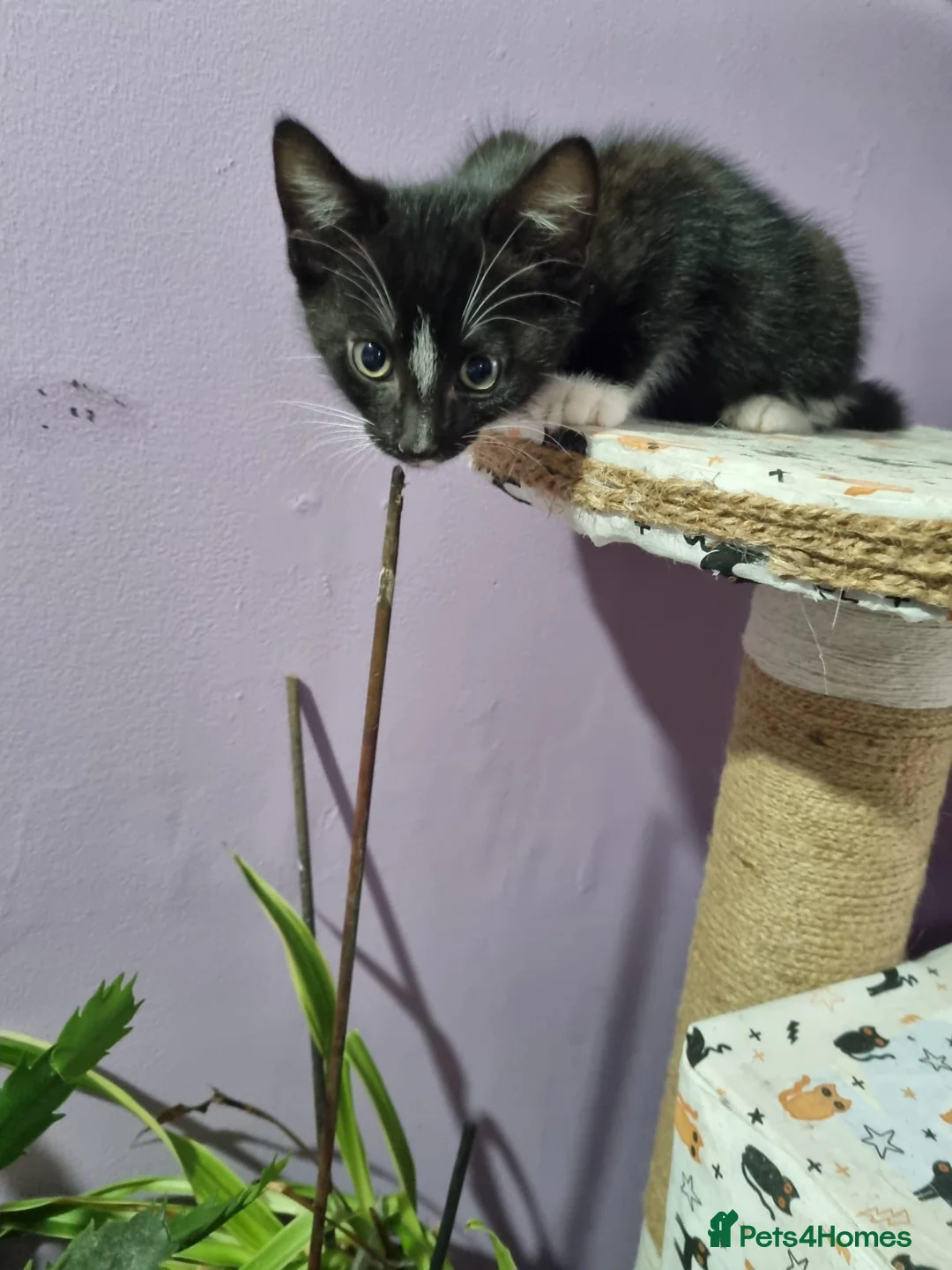 Mixed Breed cats for sale: female kittens - Advert 3