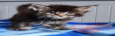 Lady Arabella TitaniumCat 