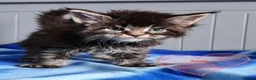 Maine Coon cats for sale: Meet Our Beautiful Maine Coon Kittens 😍😍😍  - Advert 5