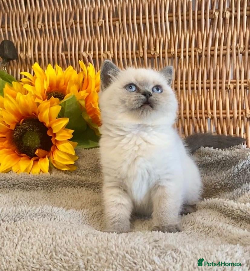 British Shorthair cats for sale: (2 LEFT) TOP QUALITY PURE BRED BSH TEDDY BEARS - Advert 16