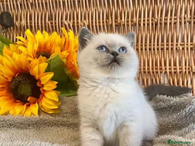 British Shorthair cats for sale: (2 LEFT) TOP QUALITY PURE BRED BSH TEDDY BEARS - Advert 16