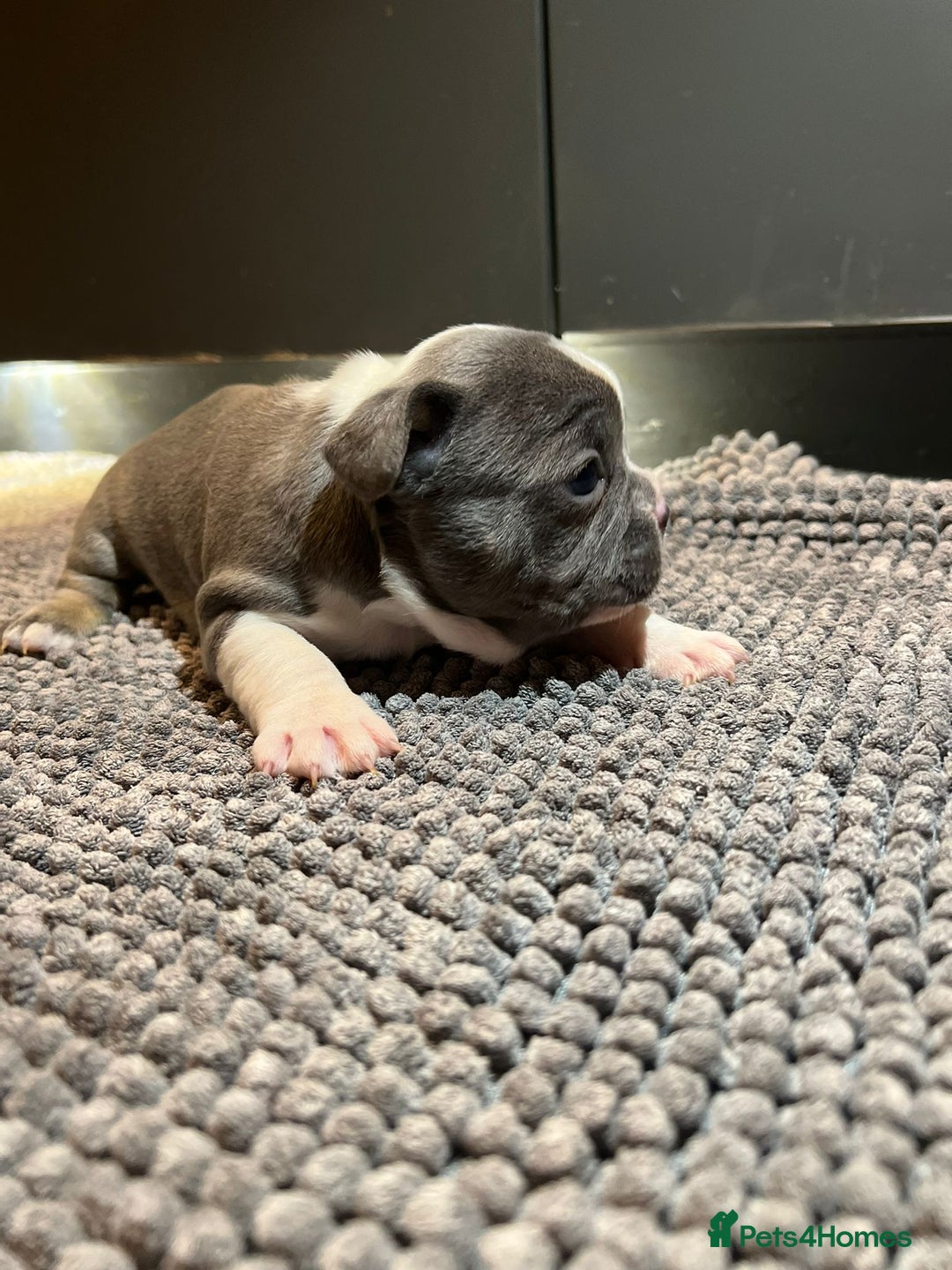 French Bulldog dogs for sale: ♥️Litter of 6 French Bulldog Puppies♥️ - Advert 5