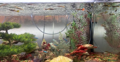 Mollies fish - Advert 1