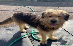 Mixed Breed dogs for adoption: Meet AIDA - a Superb big Girl, for a Loving Home - Image 1