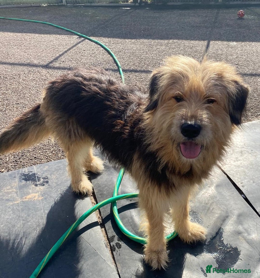 Mixed Breed dogs for adoption: Meet AIDA - a Superb big Girl, for a Loving Home - Image 1