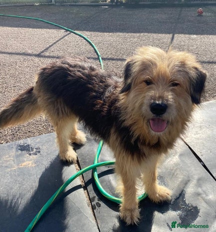 Meet AIDA - a Superb big Girl, for a Loving Home