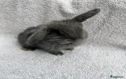 Mini Lop rabbits for sale: Mini lop bunnies  - Image 4
