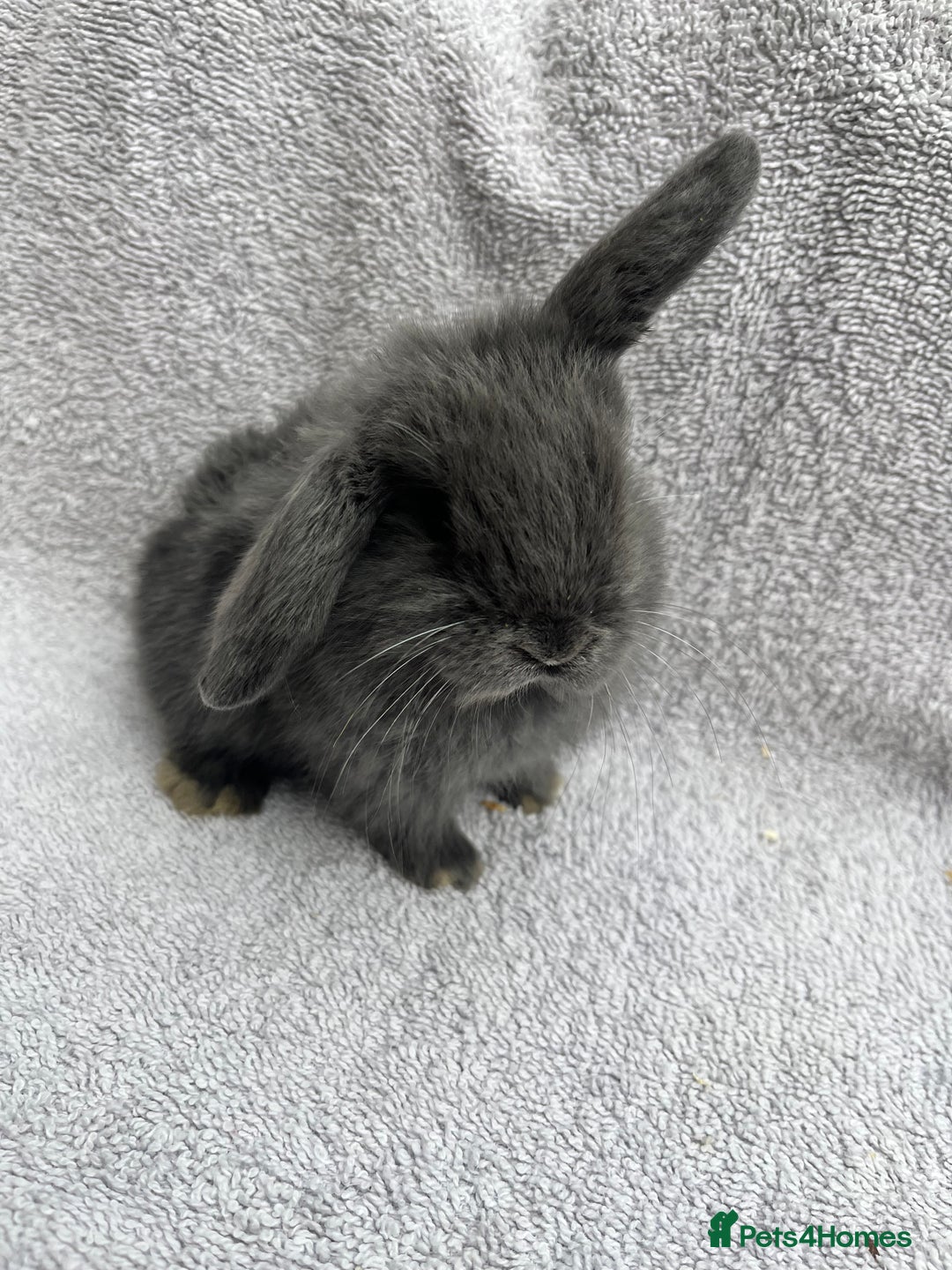 Mini Lop rabbits for sale: Mini lop bunnies  - Image 4
