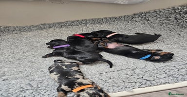 Dachshund dogs - Advert 1