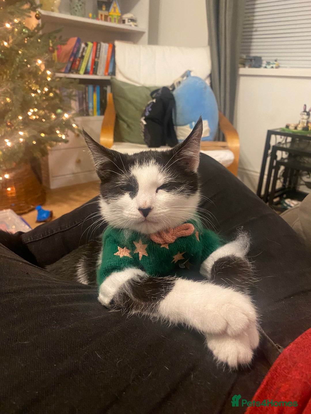 Domestic Shorthair cats for sale: 4/5 month kitten  - Advert 4