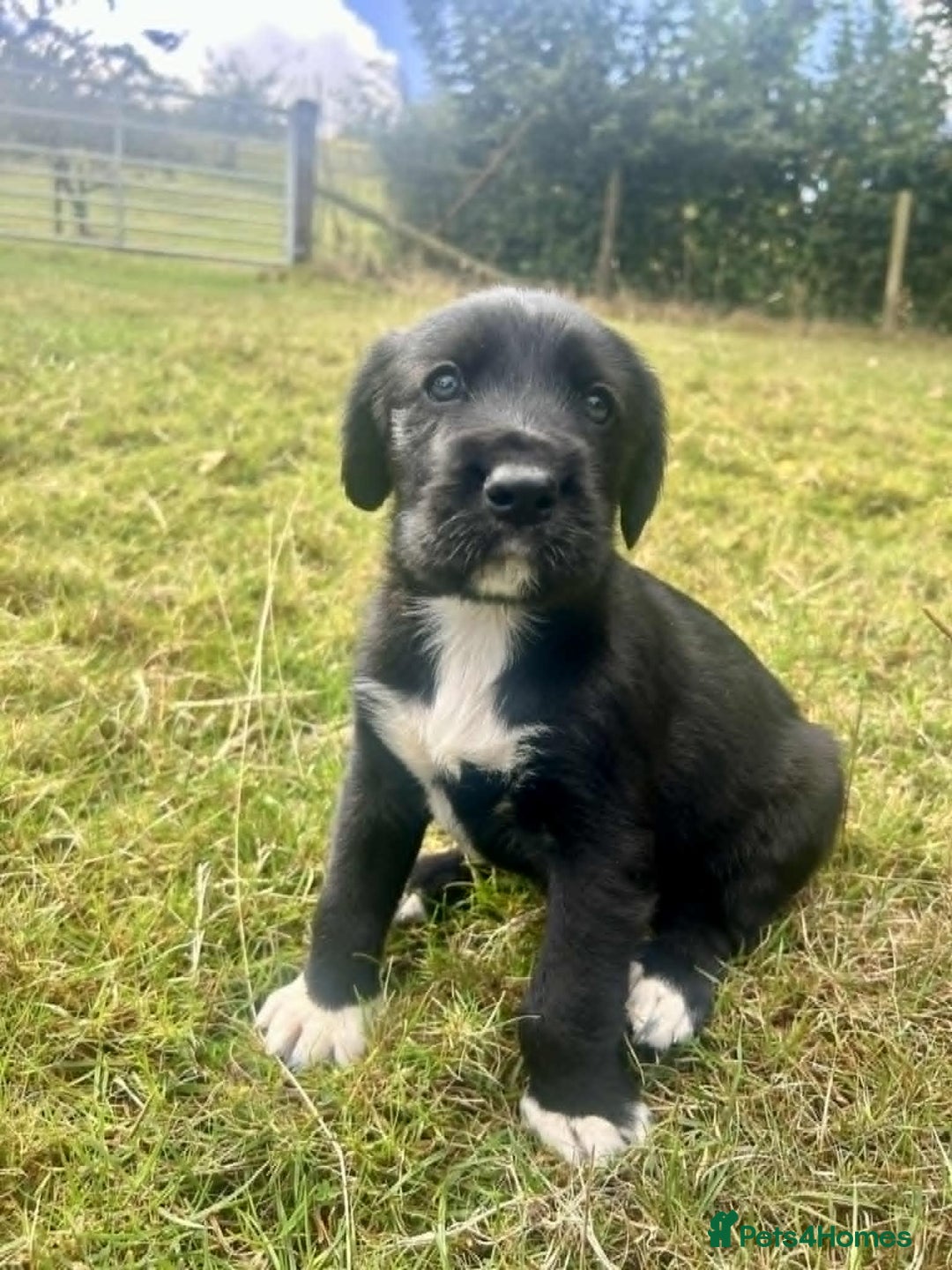 Mixed Breed dogs for sale: Cocker Spaniel Mix Breed pups near Totnes - Image 2