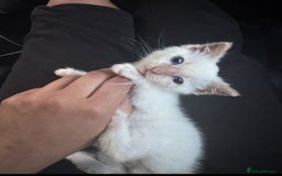 British Shorthair cats for sale: Loving kitten looking for home - Image 2