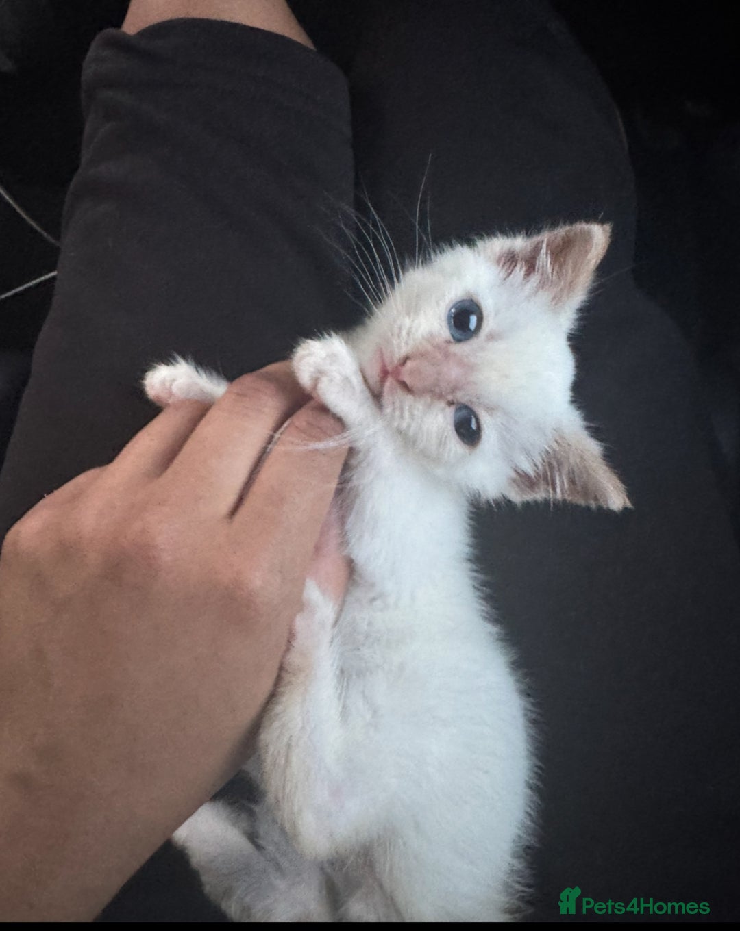 British Shorthair cats for sale: Loving kitten looking for home - Image 2