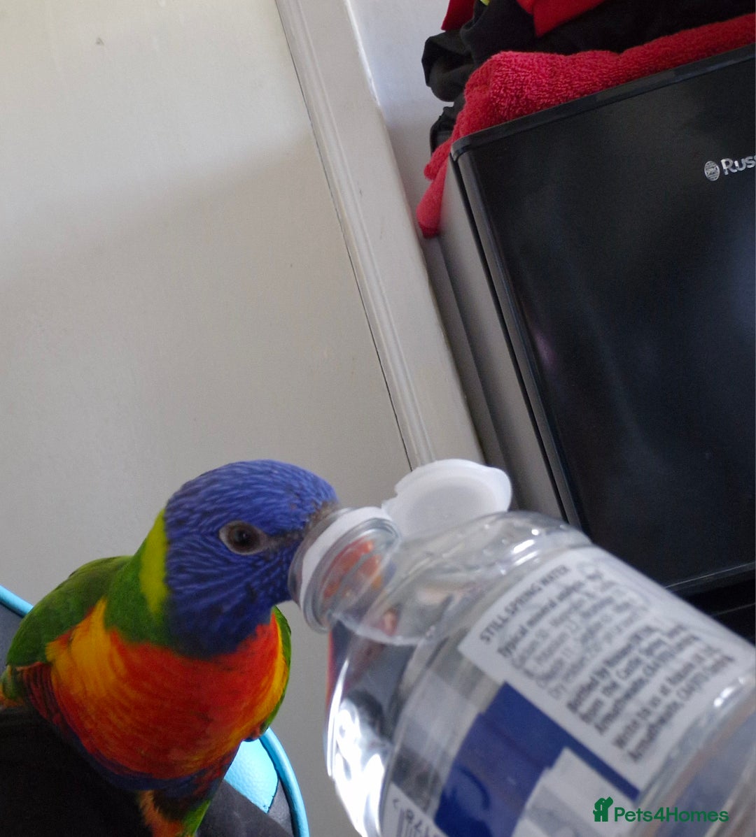 Lorikeets birds for sale: Rainbow lorikeet for sale - Advert 4