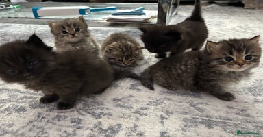 Mixed Breed cats - Advert 11
