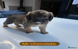 Mixed Breed dogs for sale: Outstanding Saint Bernadoodle Puppies  - Image 28
