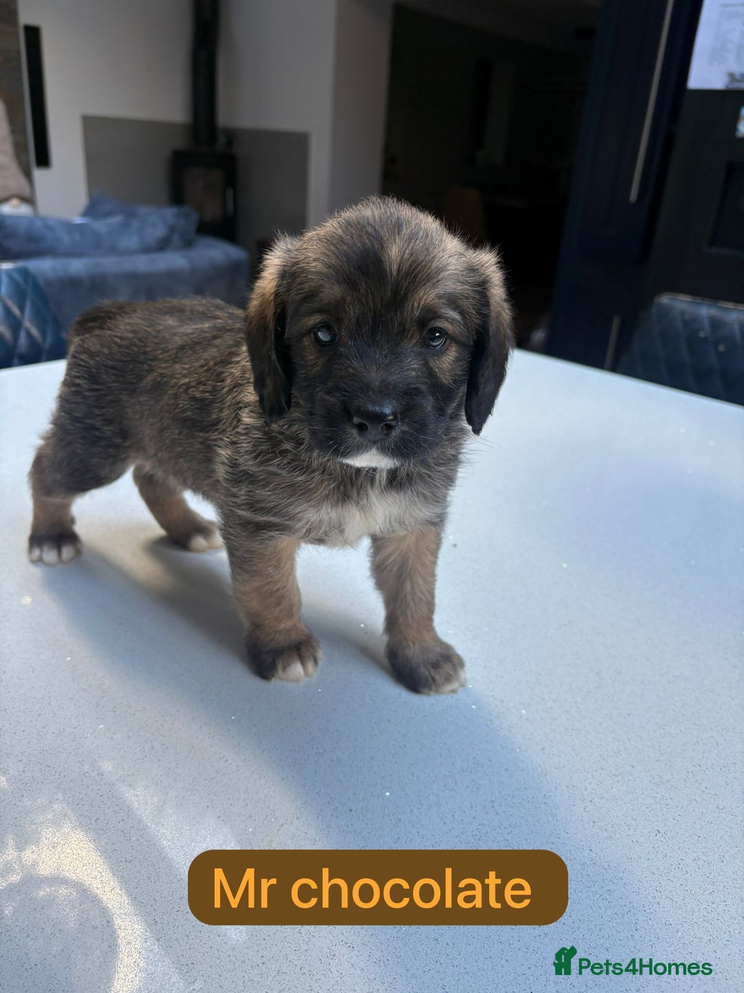 Mixed Breed dogs for sale: Outstanding Saint Bernadoodle Puppies  - Image 28