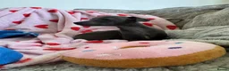 Italian Greyhound dogs for sale: KC Italian greyhound puppies 🏡 ready now - Advert 25