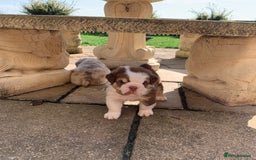 English Bulldog dogs for sale: Quality English bulldog pups fluffy LAST BOY - Image 10