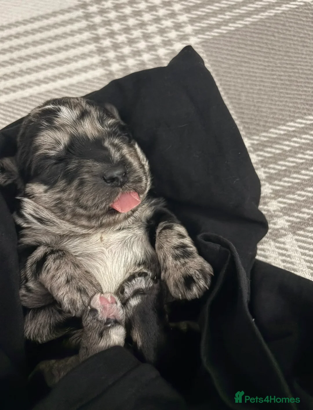 Labradoodle dogs for sale: Female F1 merle labradoodle  - Advert 9