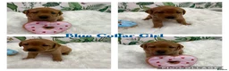 Labrador Retriever dogs for sale: Stunning Labrador Retriever Puppies  - Advert 35