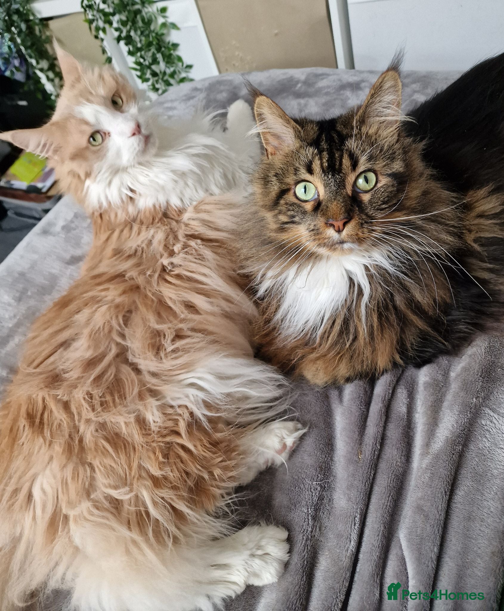 Maine Coon cats Two male bonded maine coon siblings - Advert 7