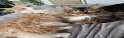 Maine Coon cats for sale: Two male bonded maine coon siblings in Keighley - Advert 2