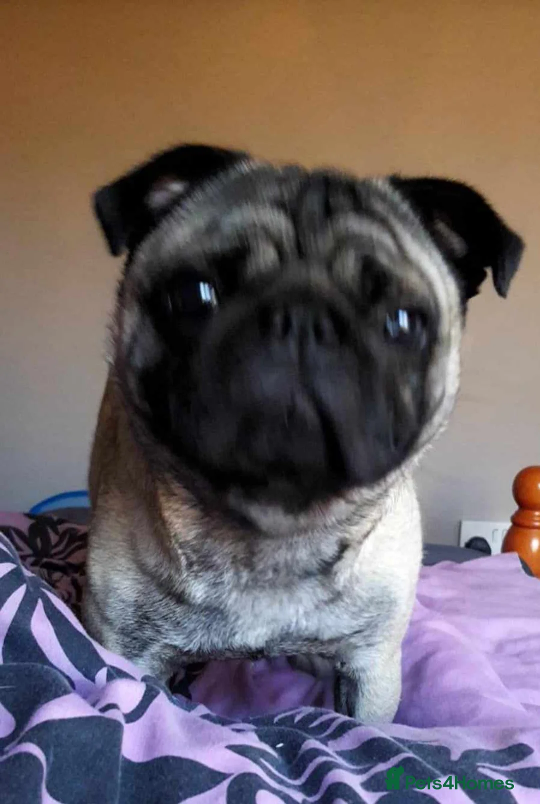 Pug dogs for stud: pug for stud in Preston - Advert 6