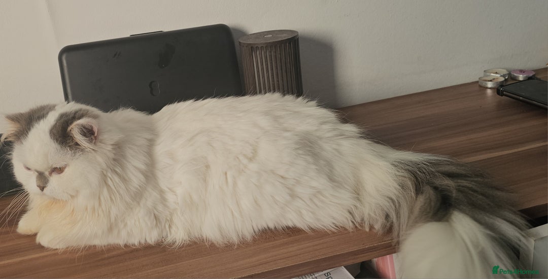 Scottish Fold cats for sale: A very beautiful Scottish Fold kitten - Advert 7