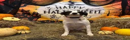 Mixed Breed dogs for adoption: Meet Missy, currently residing in Devon in Tiverton - Advert 4