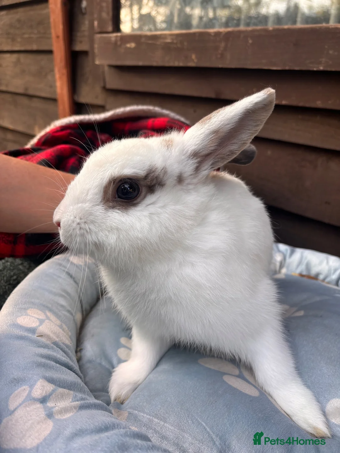 Mixed Breed rabbits for sale: Buck for sale  - Advert 4