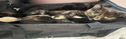Maine Coon cats for sale: Beautiful Half Maine coon kittens  - Advert 6