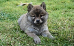 Chow Chow dogs for sale: Genuine Teddy Bear Chowski Puppies - Image 18