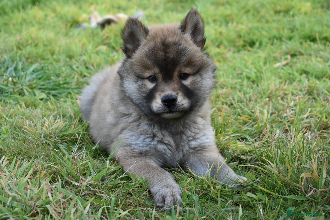 Chow Chow dogs for sale: Genuine Teddy Bear Chowski Puppies - Image 18