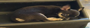Chihuahua Puppy 1