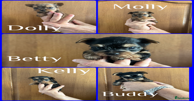 Yorkshire Terrier dogs - Advert 8