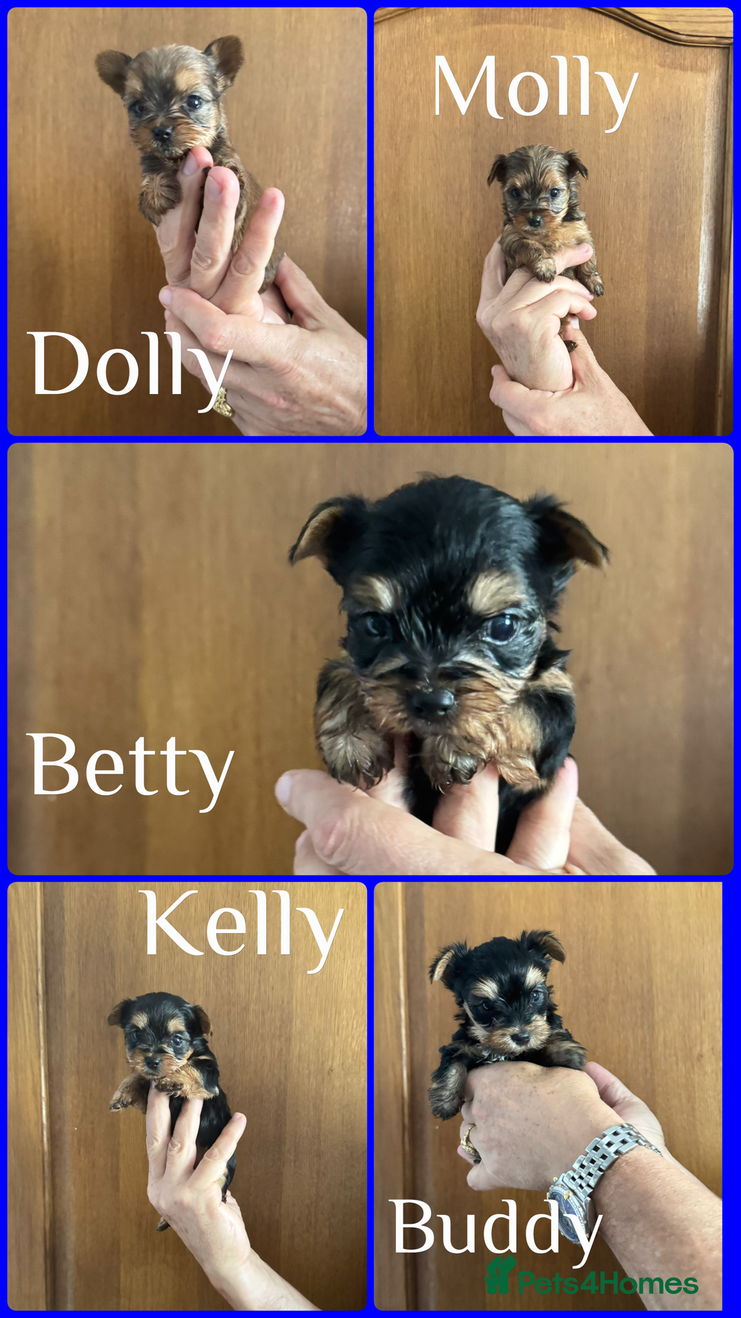 Yorkshire Terrier dogs for sale: Yorkshire terrier puppy  - Image 1