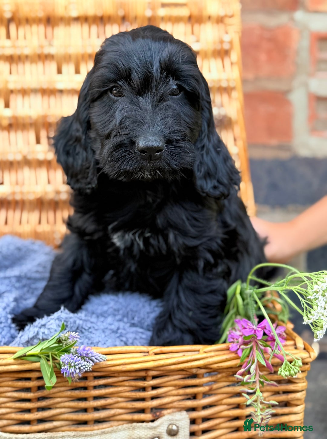 Australian Labradoodle dogs for sale: Australian labradoodle** READY TO GO** - Image 7