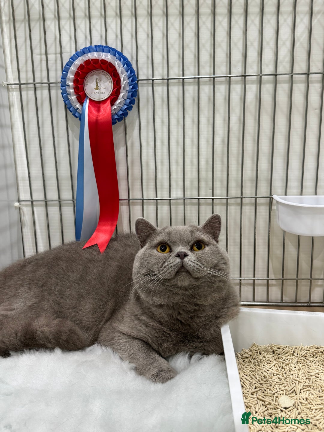 British Shorthair cats for stud: Bexivia BSH HUGO Lilac British Shorthair STUD ONLY in Luton - Image 1