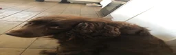 Cocker Spaniel dogs for sale: Cocker spaniel in Coventry - Advert 5