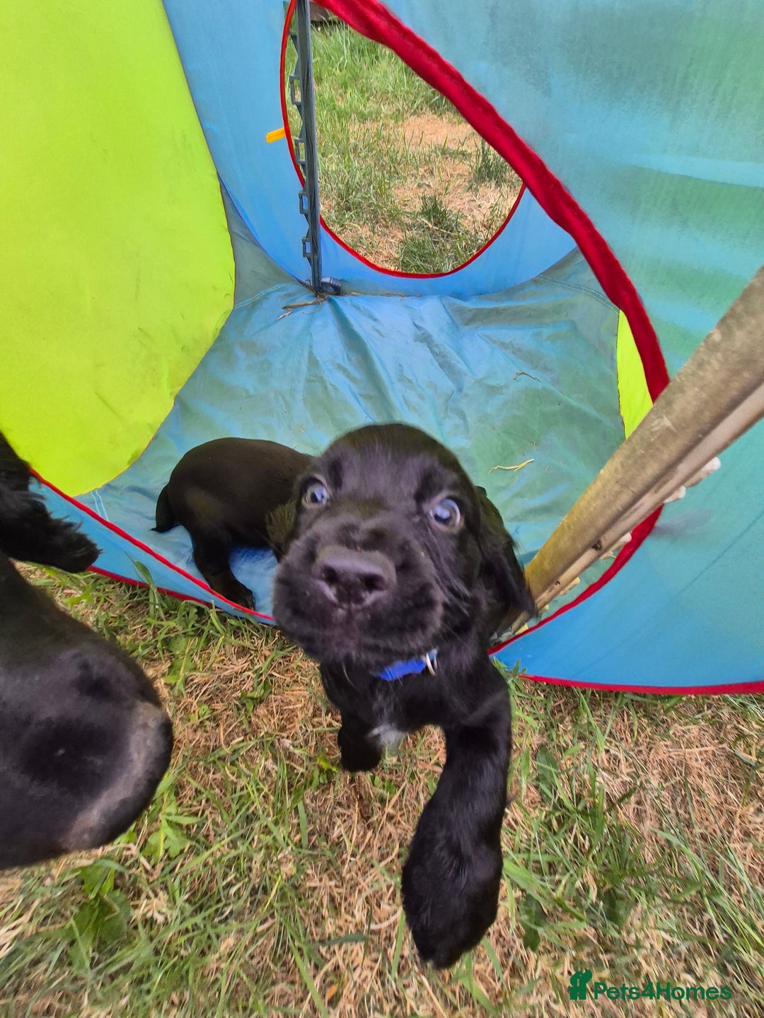 Cocker Spaniel dogs for sale: Kc Working cocker spaniel  in Exeter - Image 1